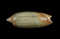 藏品(榧螺)的圖片